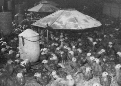 Occhiodoro azienda avicola dal 1960